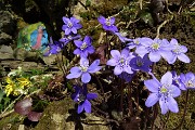 30 Hepatica noblilis per la Madonnina